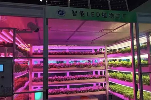 植物照明工廠(chǎng)